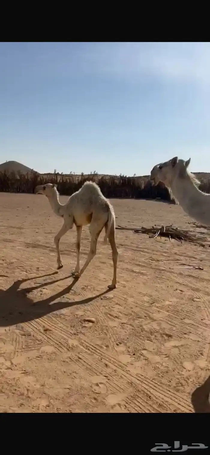 خلفه منيح طيبه 8