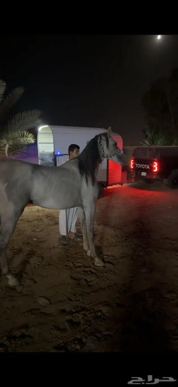 حصان شعبي 0