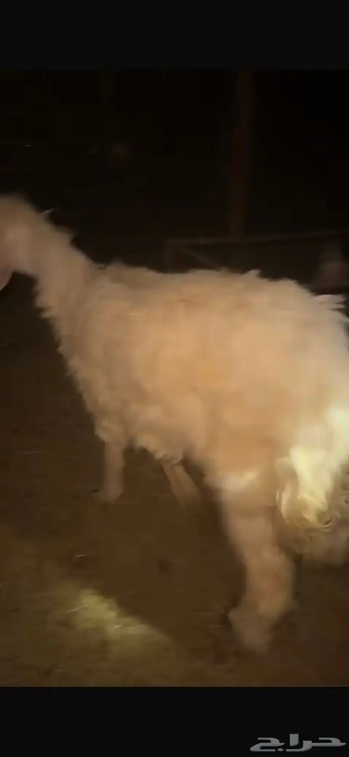 للبيع حيل تامات شبب فل الفل شحم ورخل جذعه فل الفل شحم وشرط 7