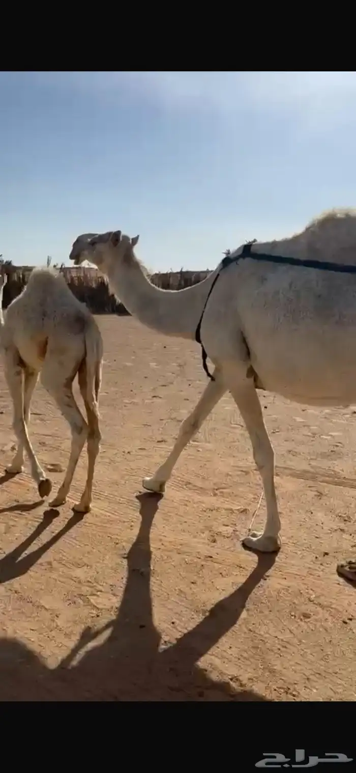 خلفه منيح طيبه 7
