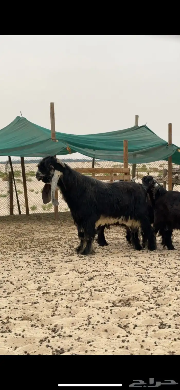 للبيع تيس صاف معرف مشروط 0