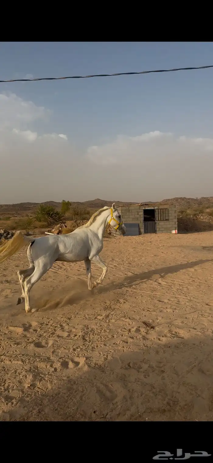 خيل شعبي كفو سليم على الشرط 2