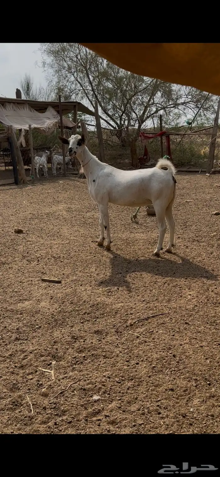 عنز بيشيه للبيع 1