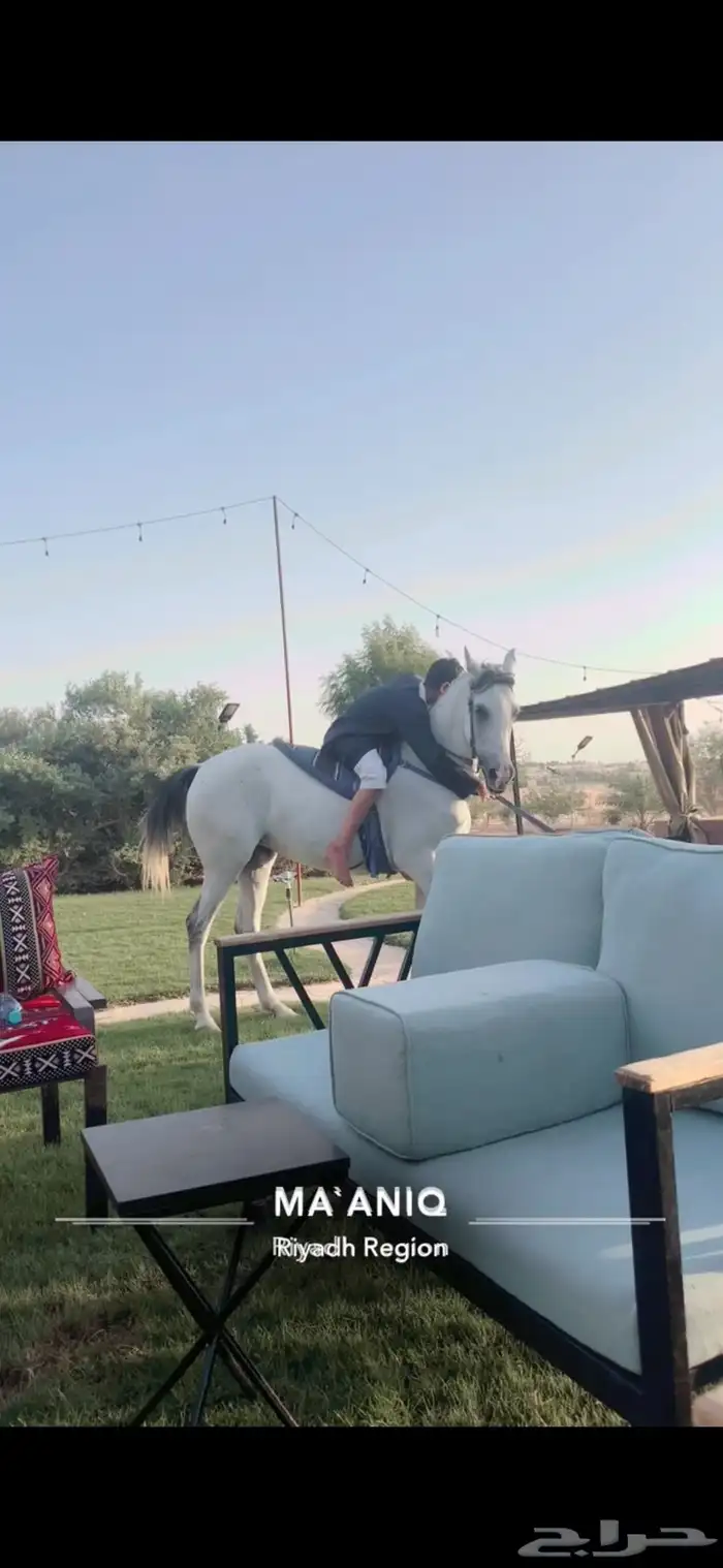 فرس شعبيه طيبة 0