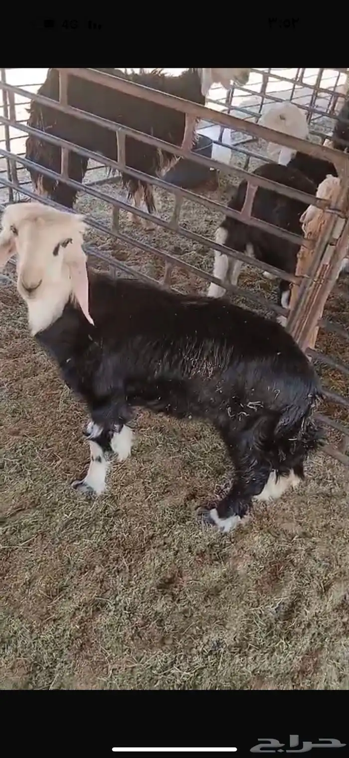 للبيع حيل تامات شبب فل الفل شحم ورخل جذعه فل الفل شحم وشرط 12