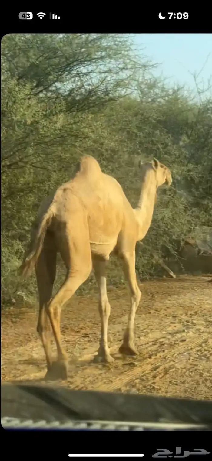 ناقه عاديه جنب 0
