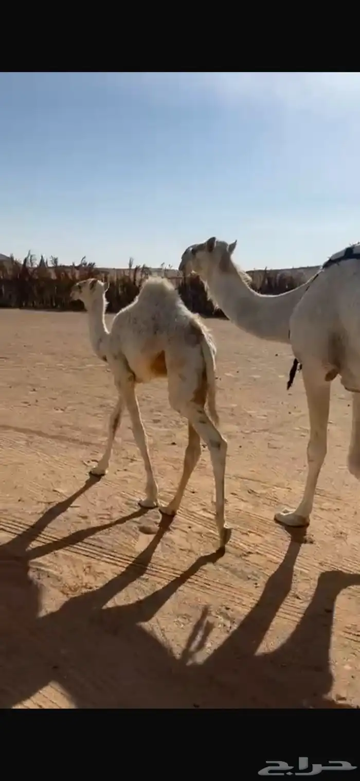 خلفه منيح طيبه 6