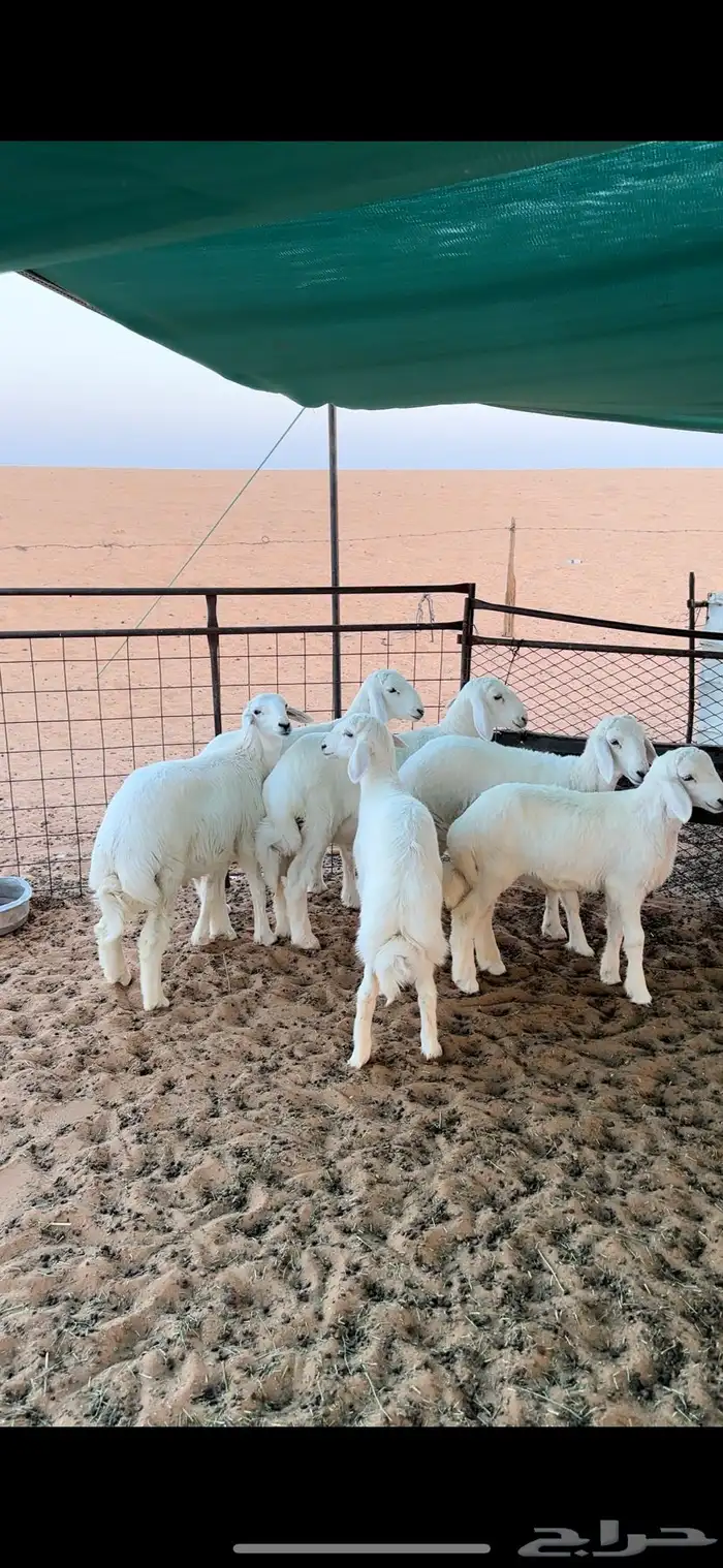 بهم حري فل الفل وفاخر 0