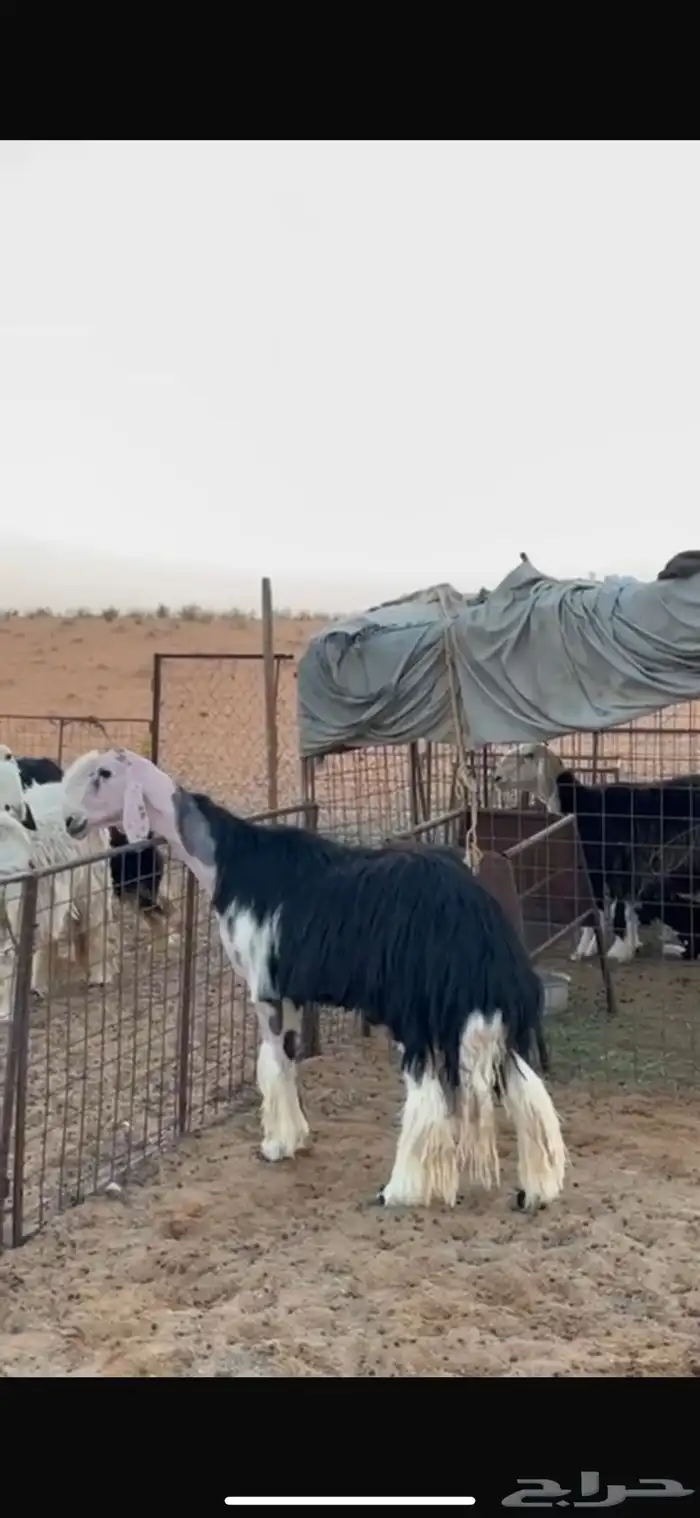 فحل نجدي صنف 2