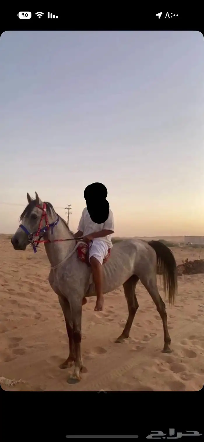 حصان شعبي 3