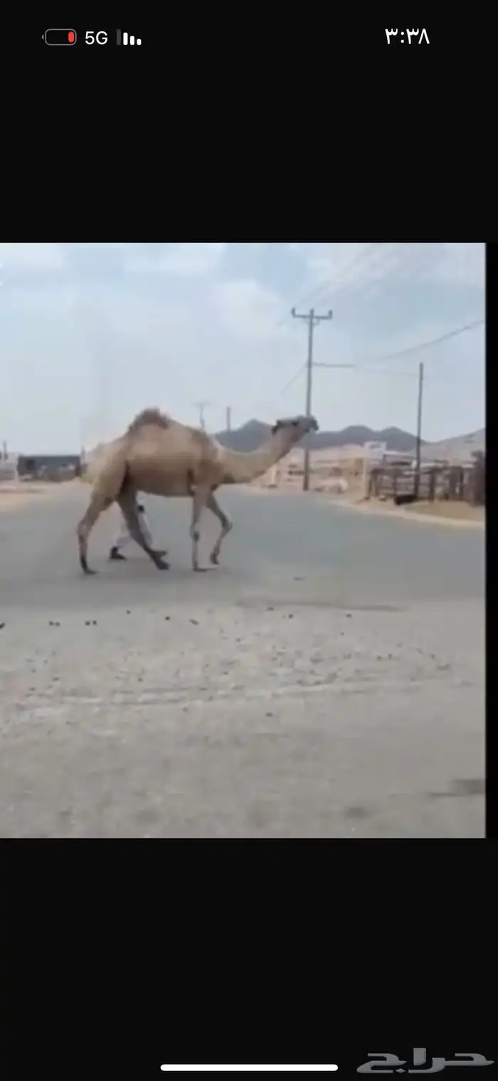 قعود اشعل رباع منتج 2