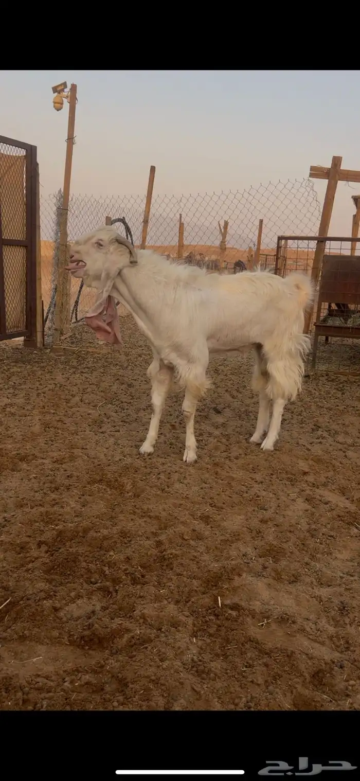فحل مراح طيبه كفو 5