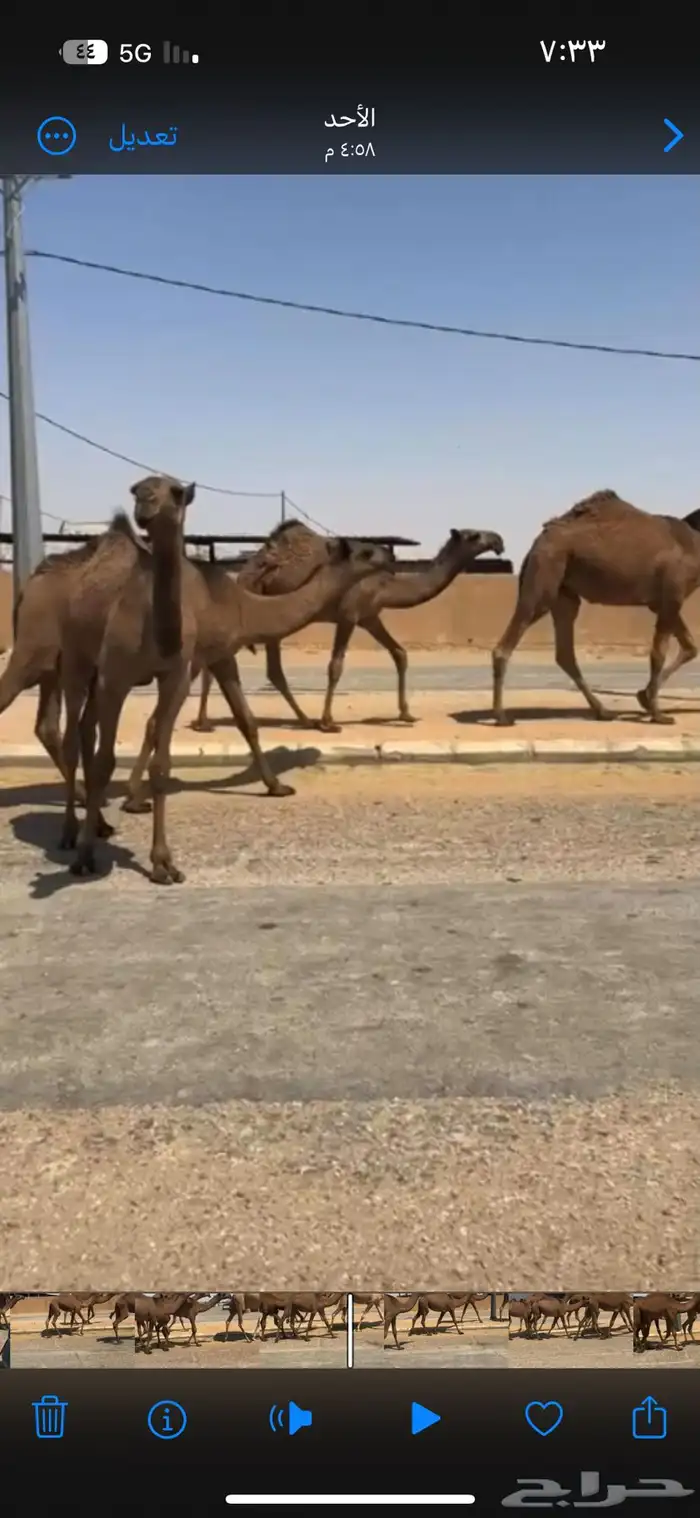 للبيع البكار الصفر العدد 7 2