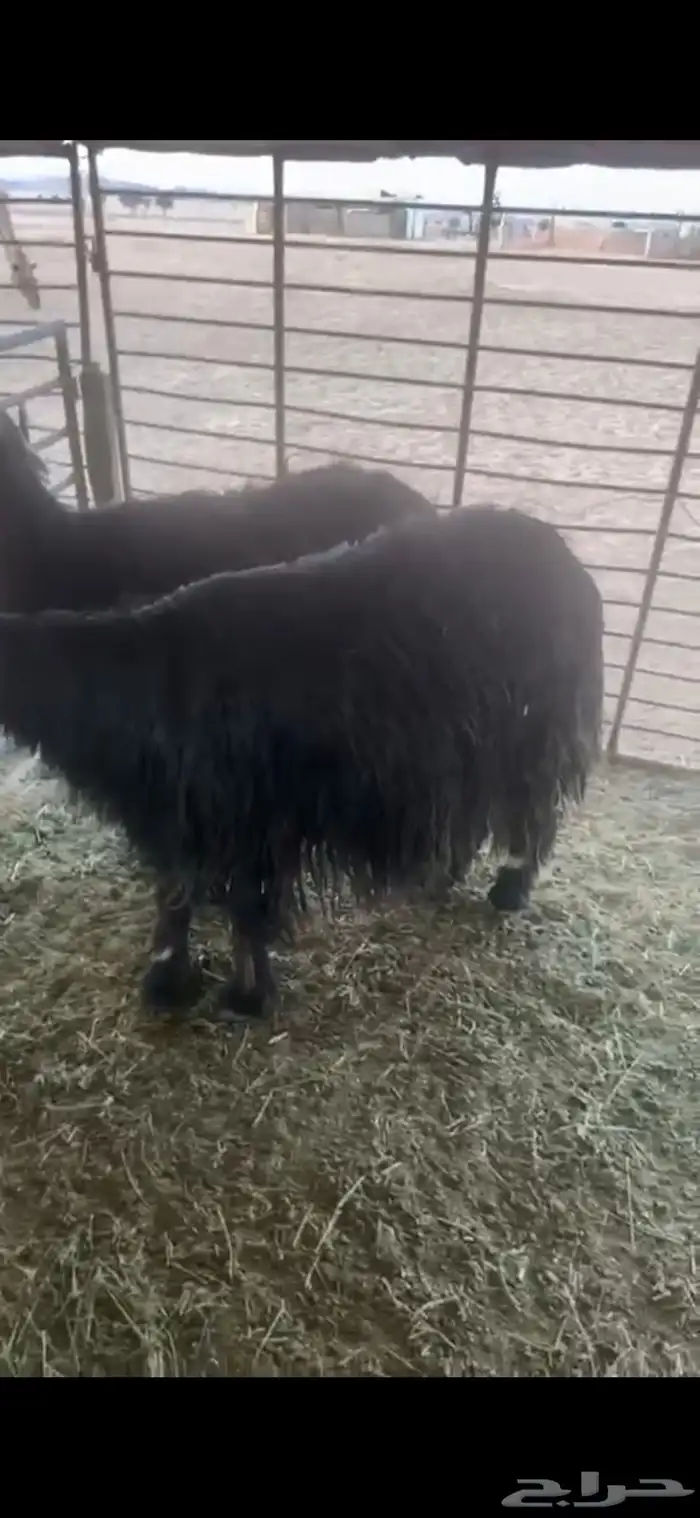 للبيع حيل تامات شبب فل الفل شحم ورخل جذعه فل الفل شحم وشرط 5