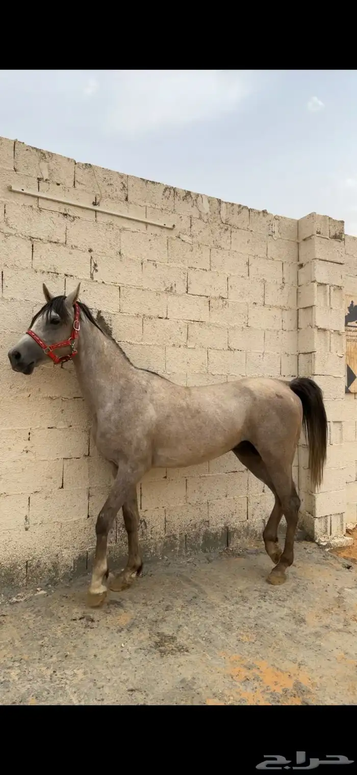 حصان شعبي 1