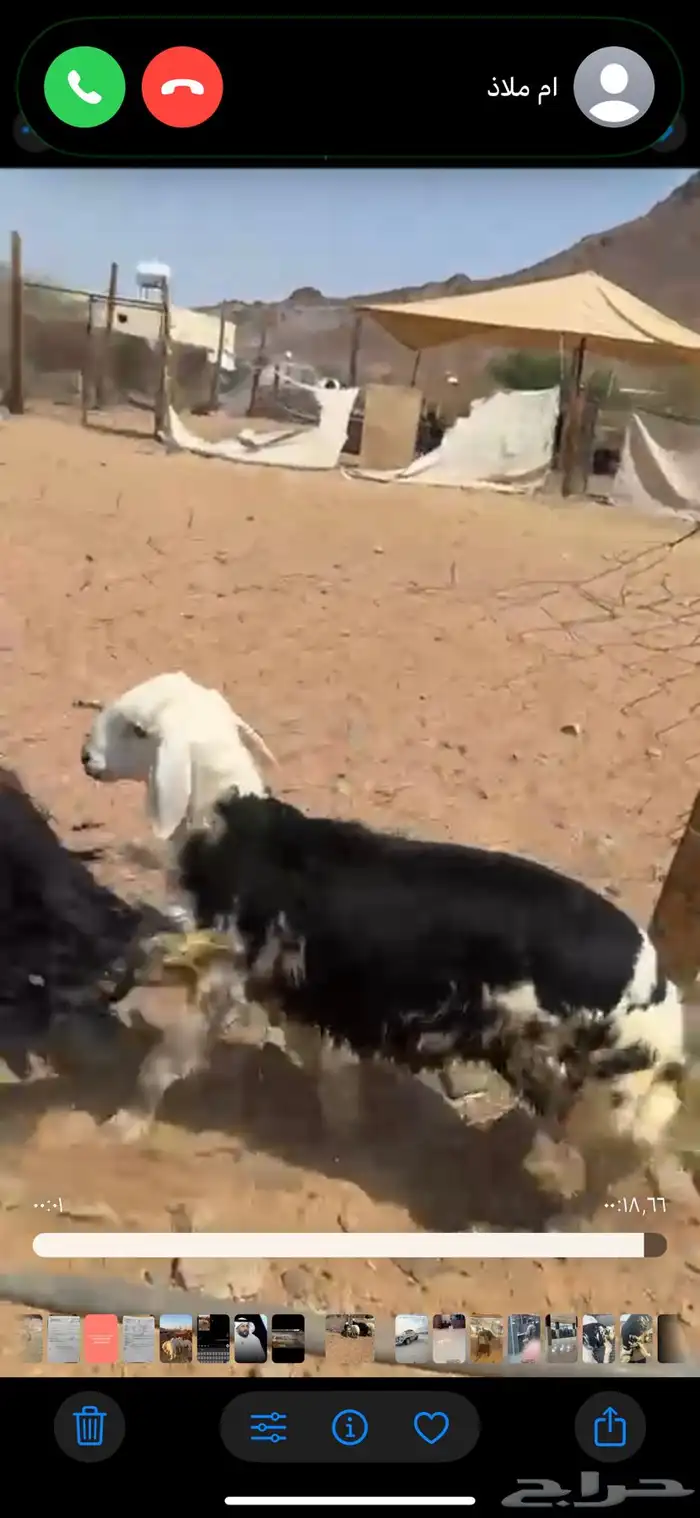 خروف نجدي بري لباني العمر خمس شهور يوجد سلخ وتوصيل 1