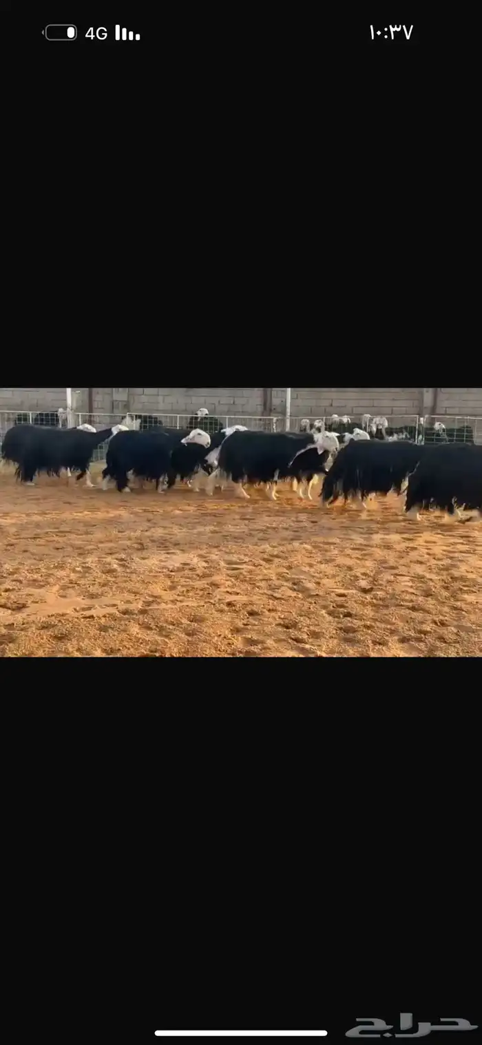 عرض نجد صنف مضاريع شرط سونار 4