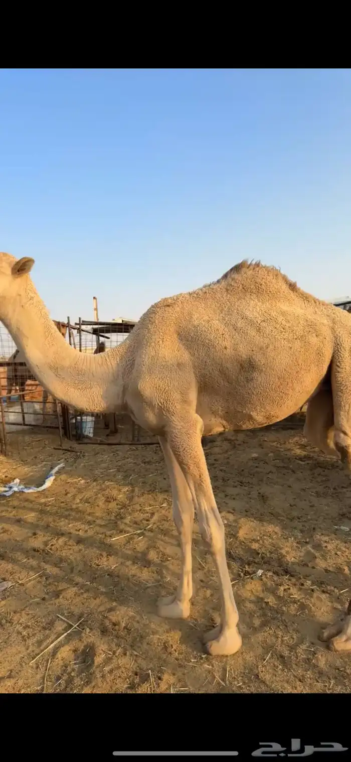 بكره حقه الي بيقني ولا بيذبح طيبه 6