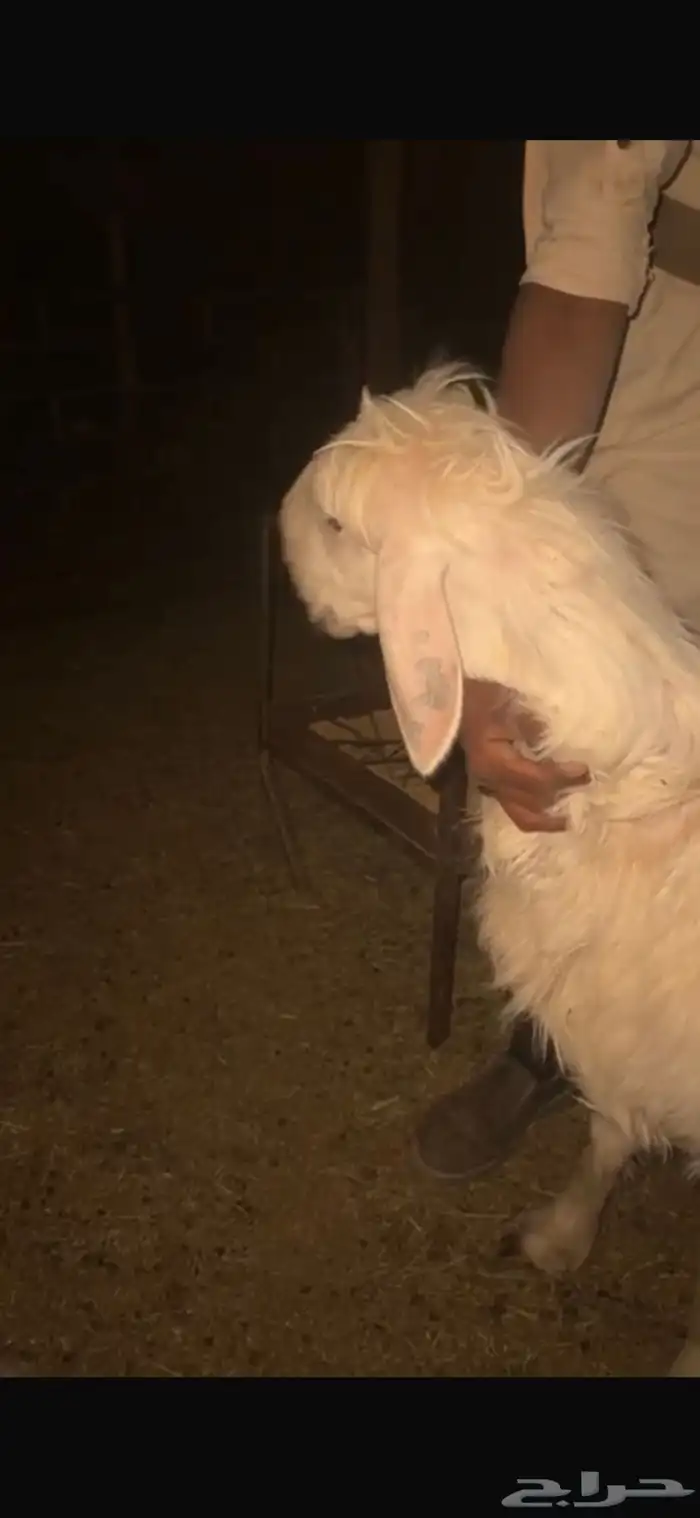 للبيع حيل تامات شبب فل الفل شحم ورخل جذعه فل الفل شحم وشرط 10