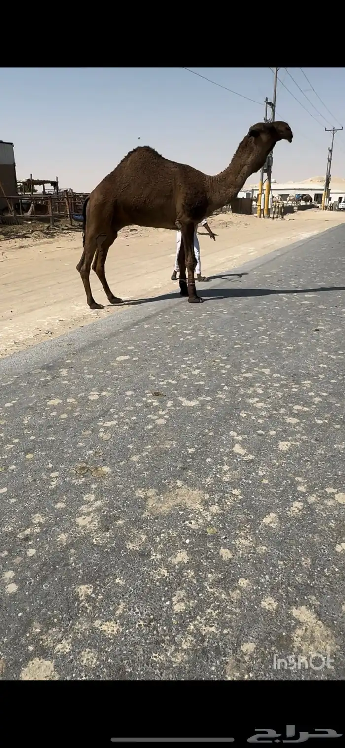 للبيع اصفر طيب جدا فحل . 0