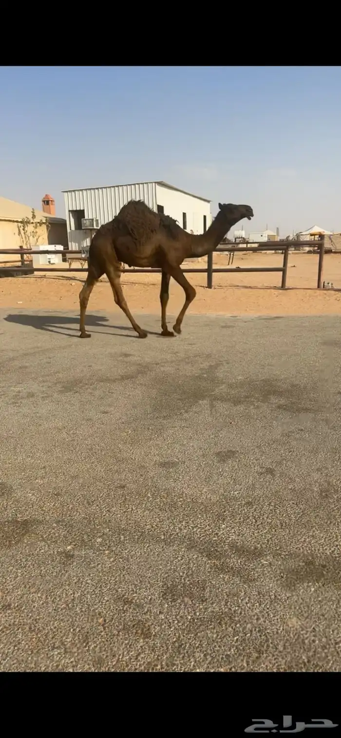 للبيع عشراء كفو تحتها قعود كفو 10