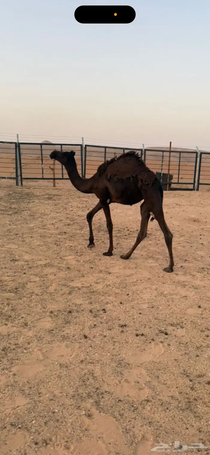 بكره مجهم طيبه 1