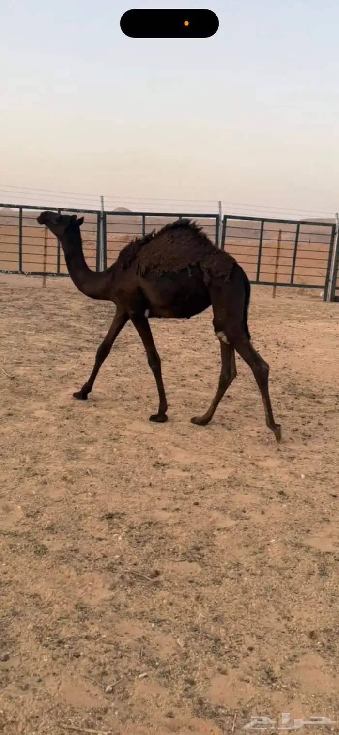 بكره مجهم طيبه 0