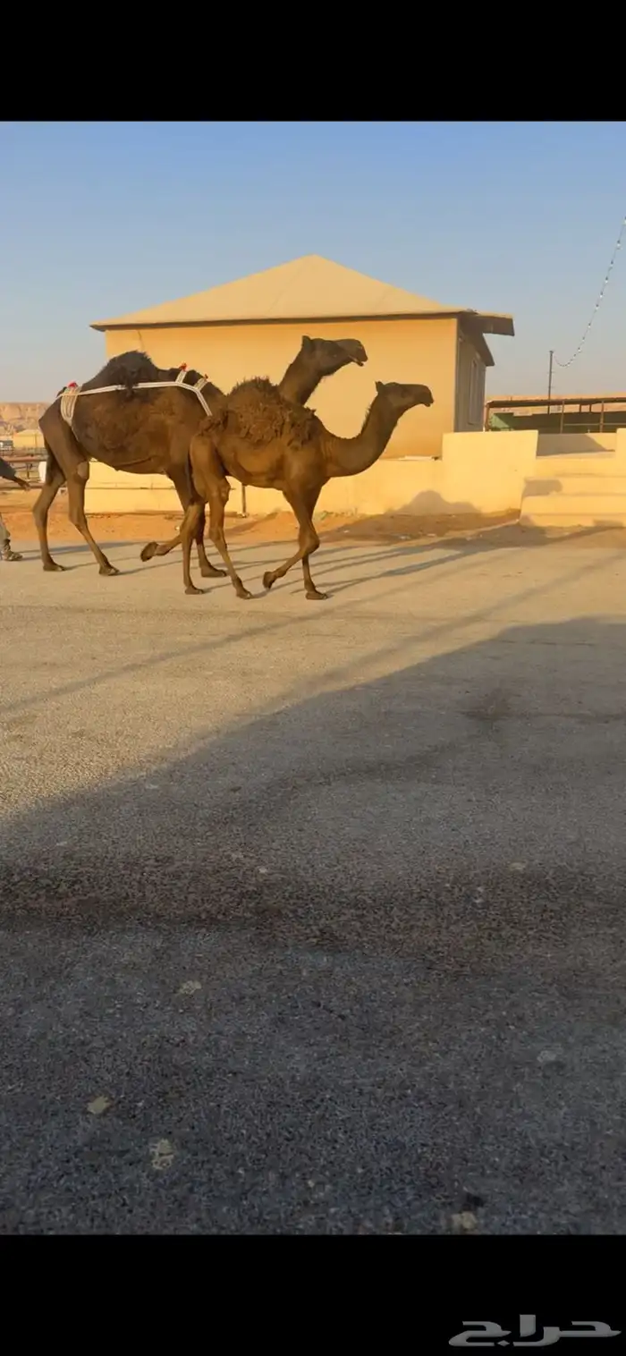 للبيع عشراء كفو تحتها قعود كفو 8