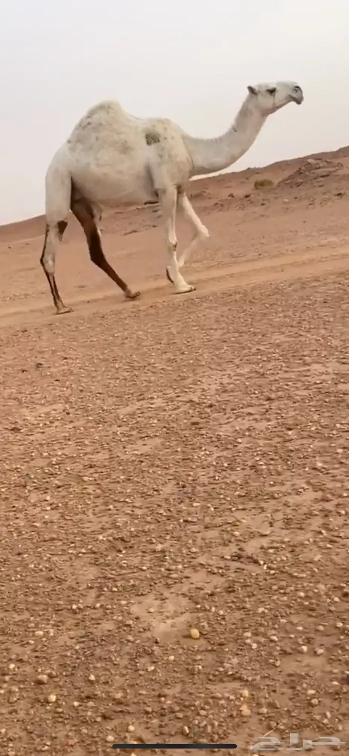ضريبه 0