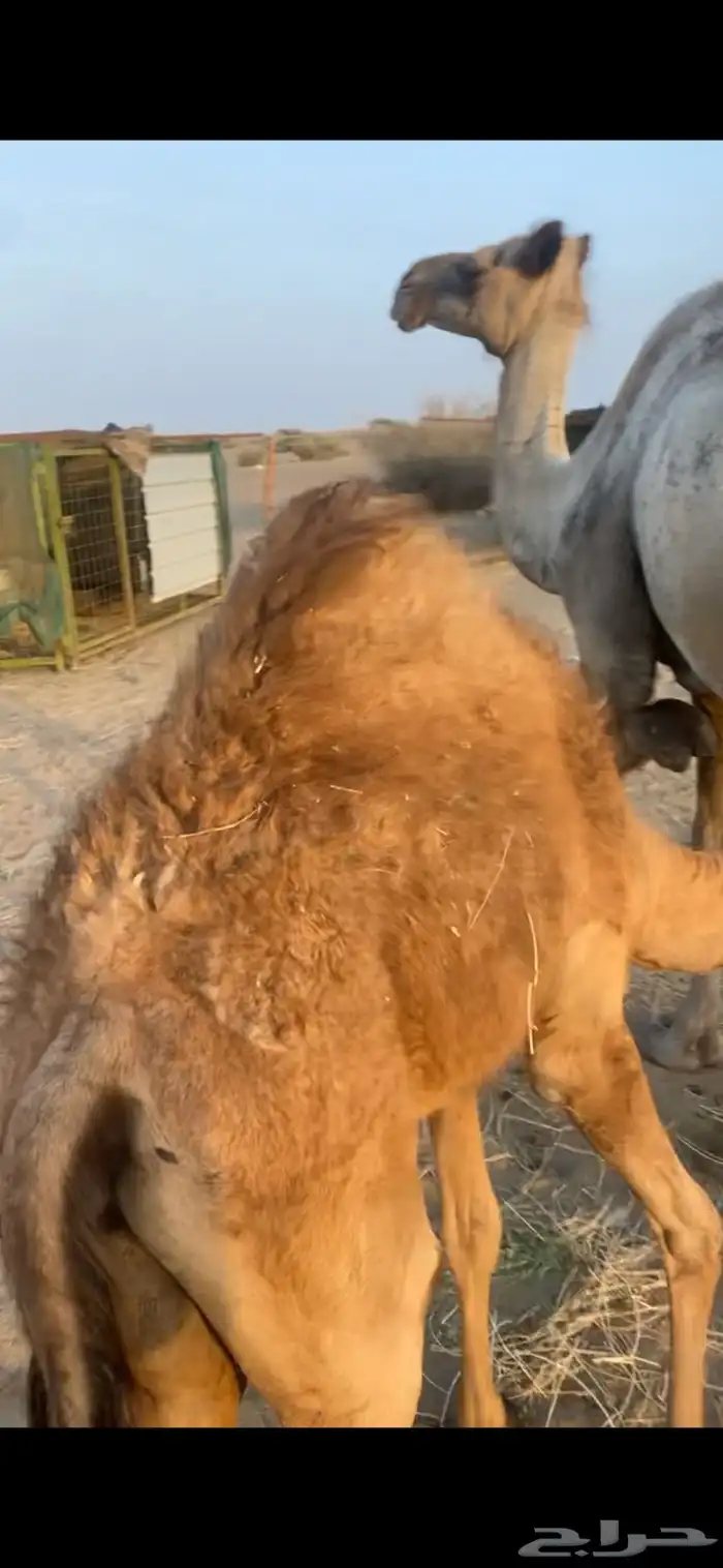 ناقه خلفه 3