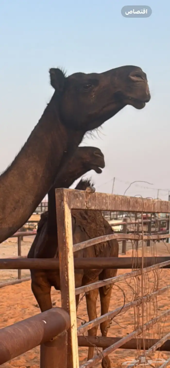 للبيع عشراء كفو تحتها قعود كفو 9