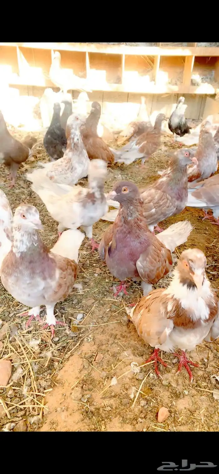 حمام مصري كبير الحجم 0