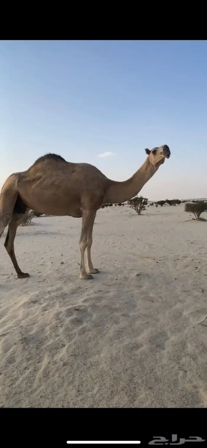 ضرايب حمر للبيع 4