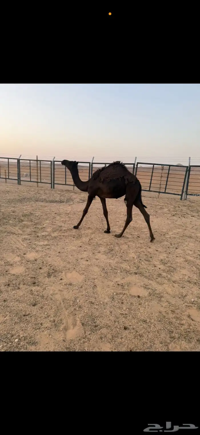بكره مجهم طيبه 2