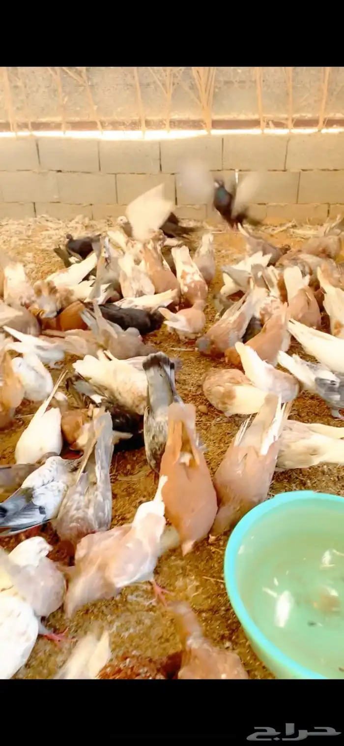 حمام مصري كبير الحجم 1