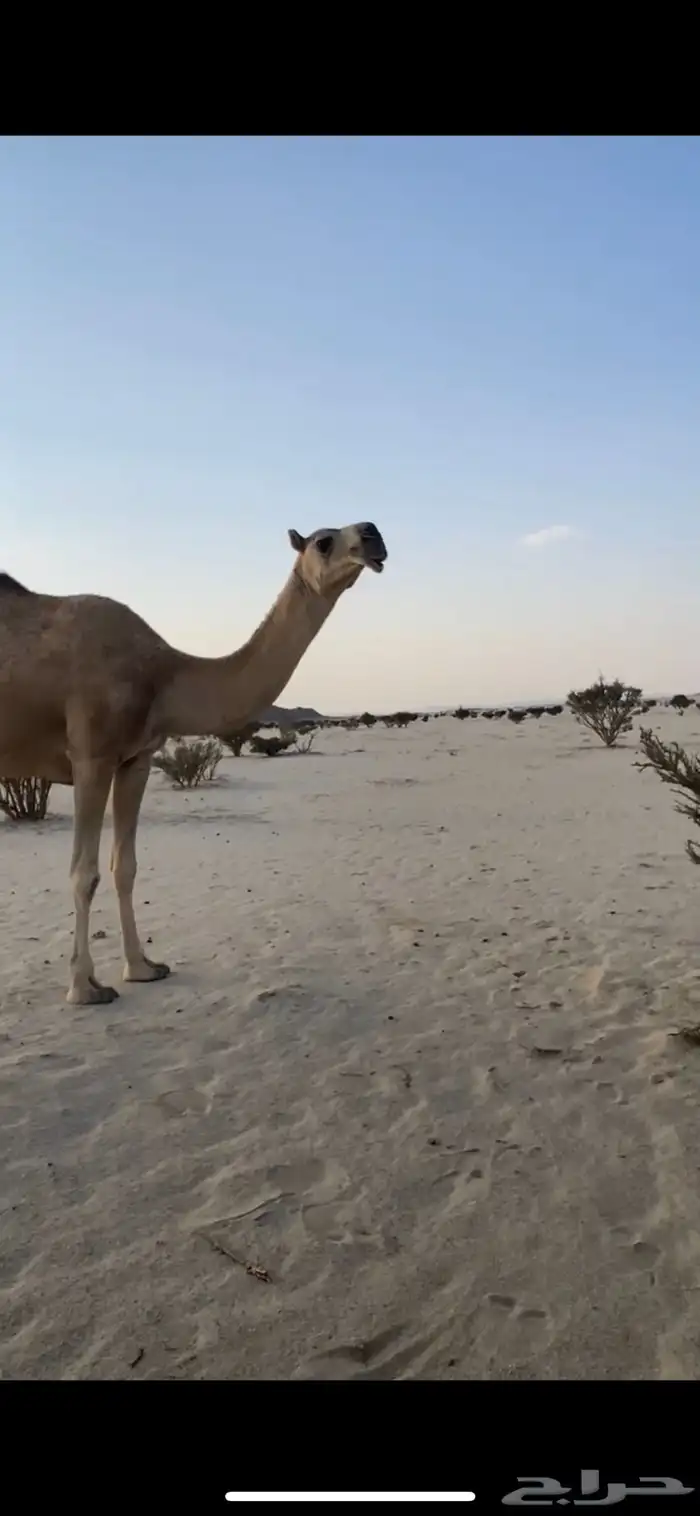 ضرايب حمر للبيع 2