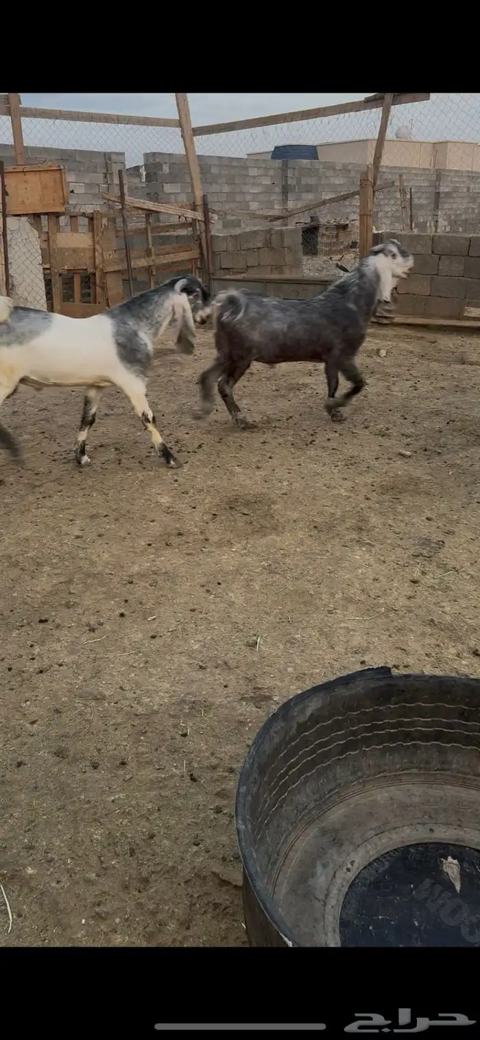تيوس جذعان 2