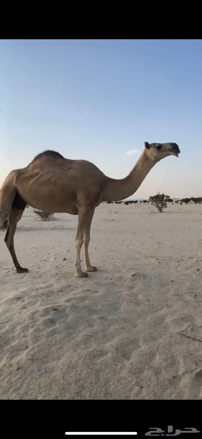 ضرايب حمر للبيع 3