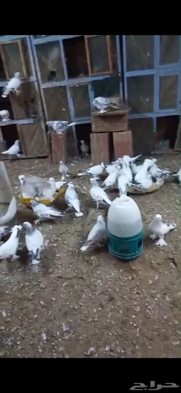 حمام تركي للبيع 0