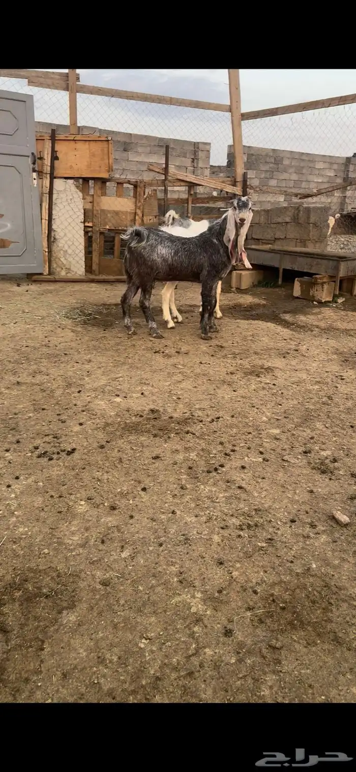 تيوس جذعان 1