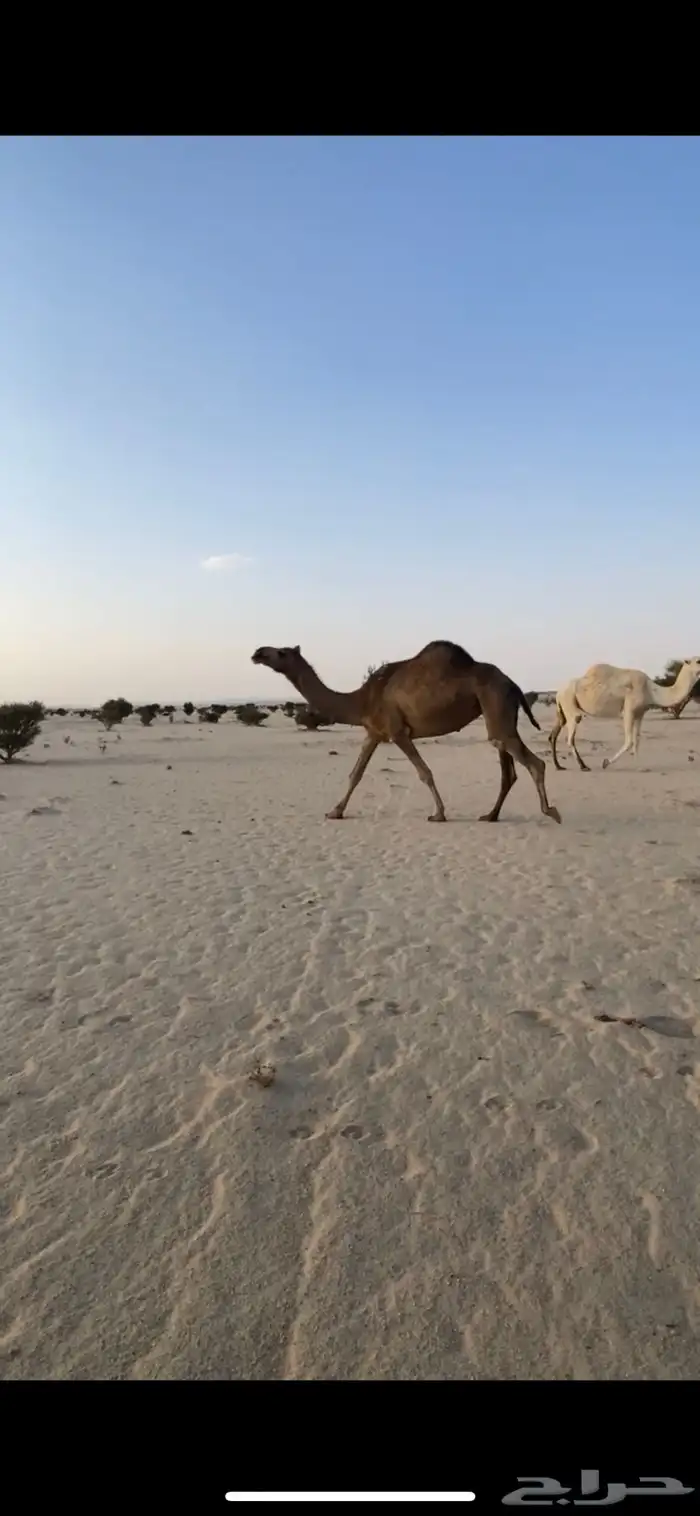 ضرايب حمر للبيع 1