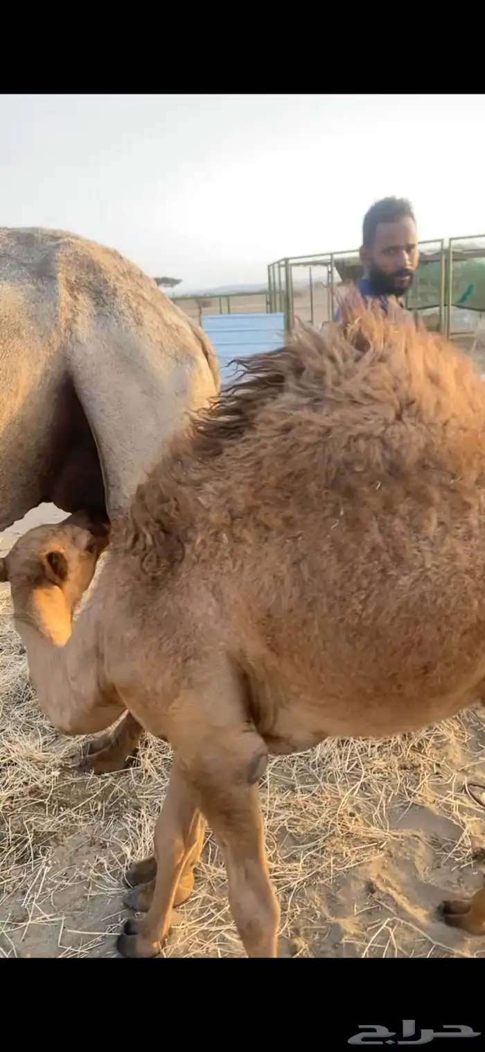 ناقه خلفه 4