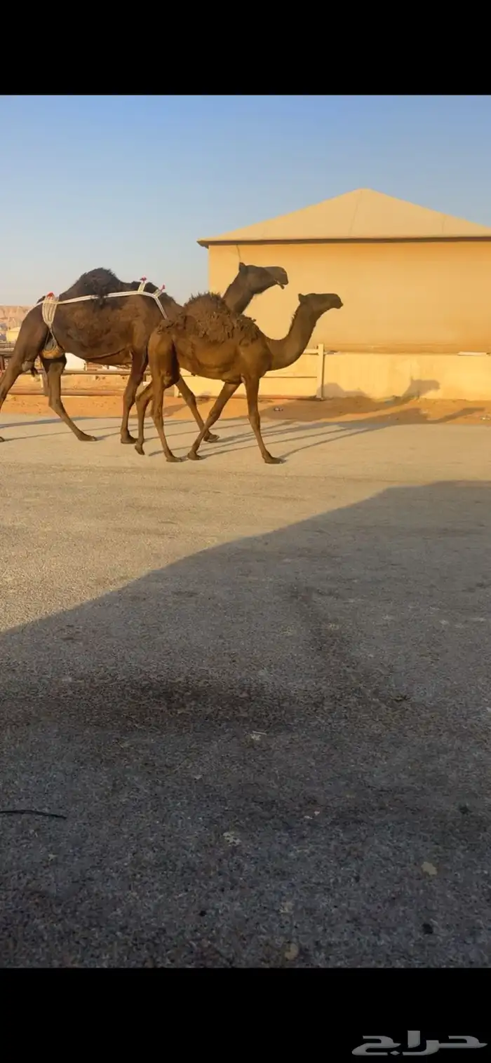 للبيع عشراء كفو تحتها قعود كفو 7