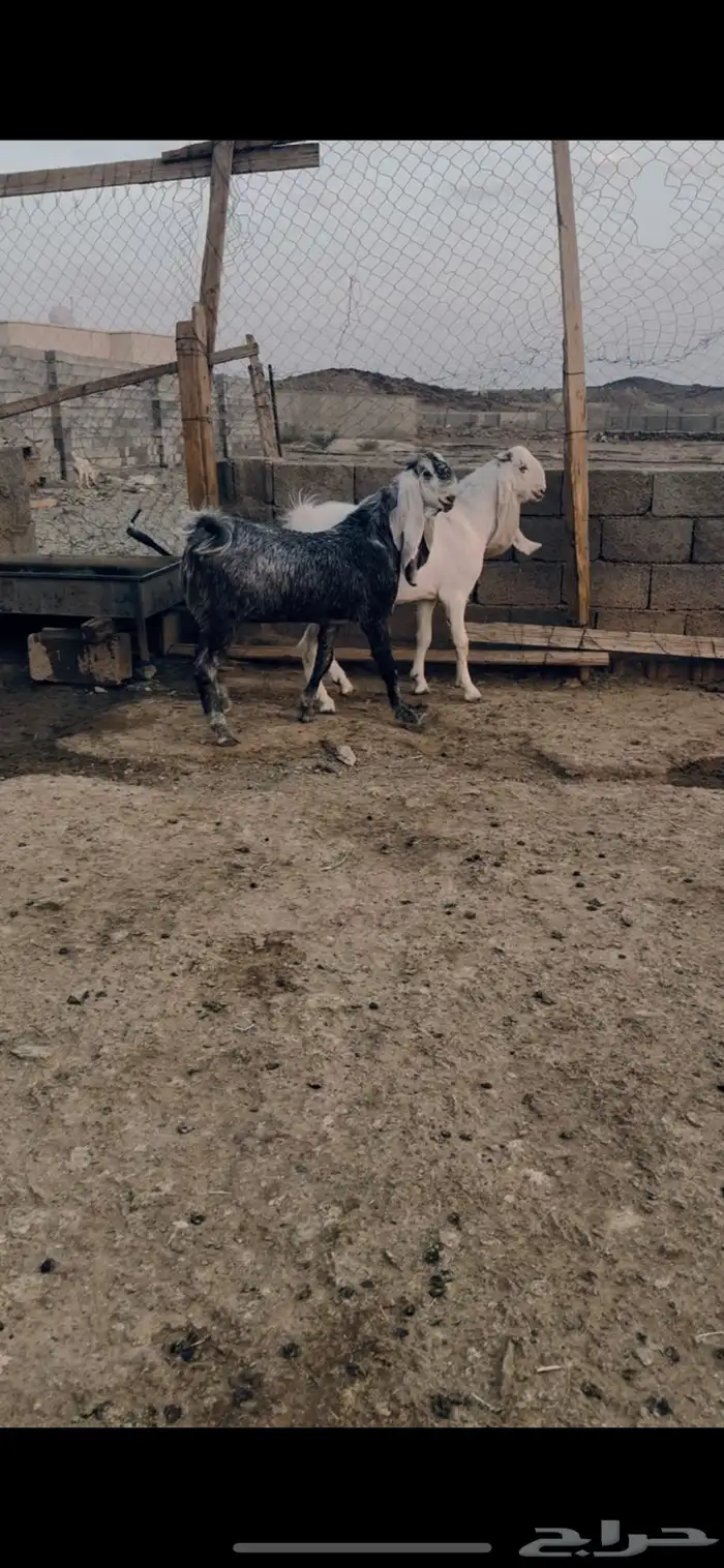 تيوس جذعان 3
