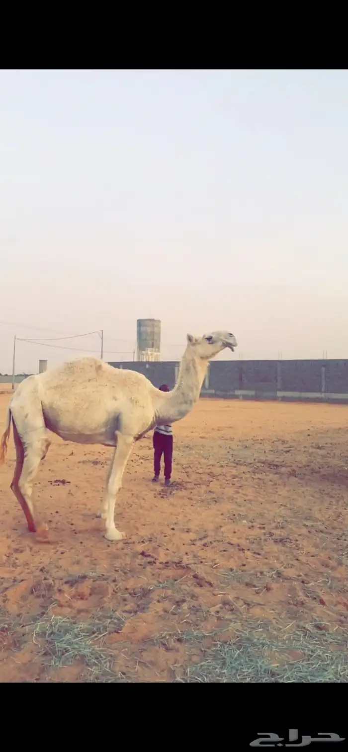 عشراء حكومية وضحى ضروبه 2
