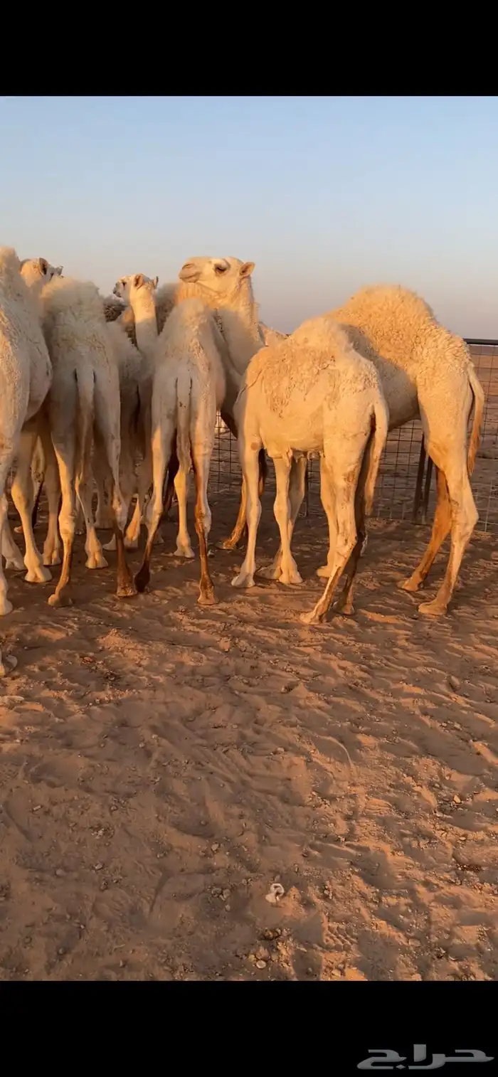 قعدان للبيع 3