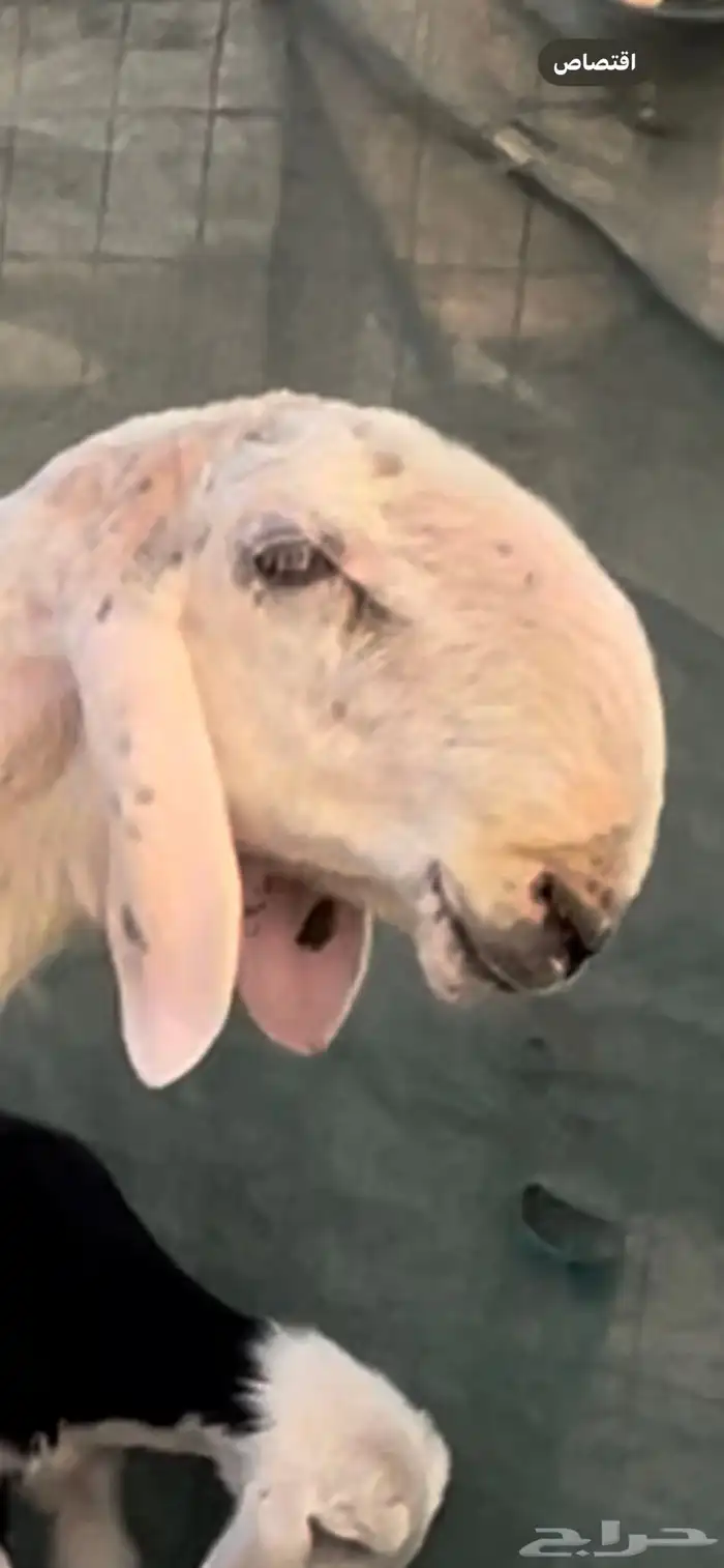 فحل صنف منتج نوادر 2