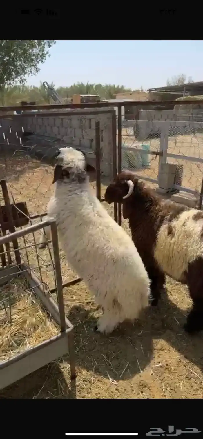 ذبايح 6