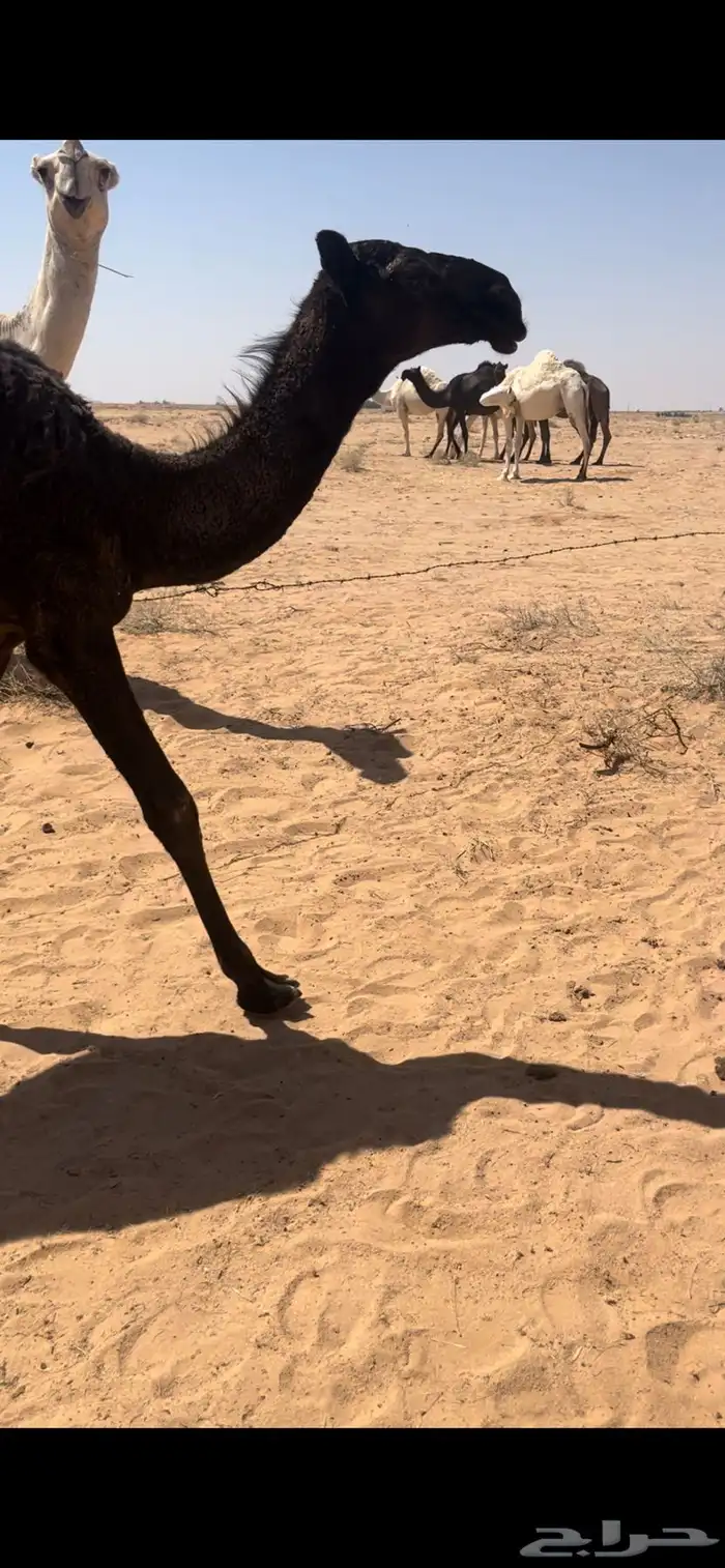 للبيع بكره مجهم طيبه 1