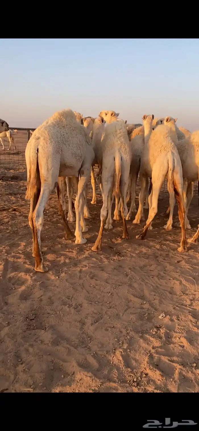 قعدان للبيع 4